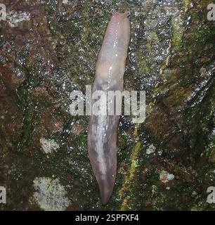 Baumschnecke (Lehmannia marginata), Mollusca, Ballenstedt, Deutschland Stockfoto