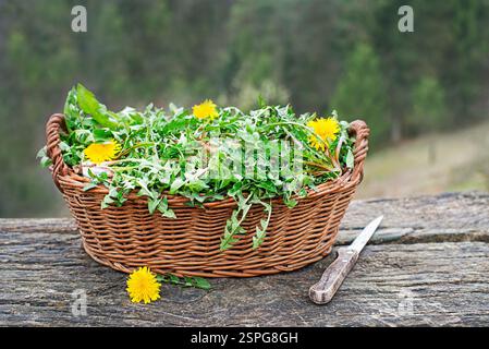 Löwenzahn in Korb. Abholung frische Löwenzahnblätter in Garten. Stockfoto