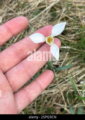 Gemeiner Schneeglöckchen (Galanthus nivalis), Plantae, Gorczanski Park Narodowy, Niedźwiedź, Kleinpolen, PL Stockfoto