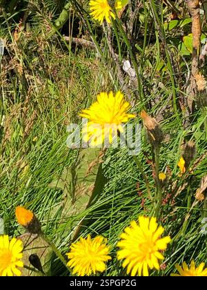 Herbstfalkbit (Scorzoneroides autumnalis), Plantae, Island, Fotos eines Freundes, hochgeladen mit Erlaubnis, von einem Zwischenstopp in island Stockfoto