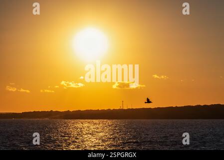 Ein Vogel schwingt bei Sonnenuntergang über dem Meer, mit goldenem Licht, das sich vom Wasser reflektiert, und einer Silhouette der Küste in der Ferne. Stockfoto