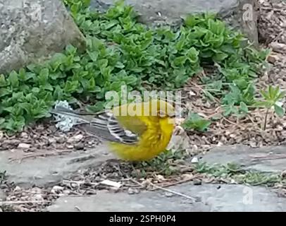 Pine Warbler (Setophaga pinus), Aves, Nobleboro, ME 04555, USA, offenbar sehr hungrig, flog neben uns und fing an, auf Nahrungssuche zu gehen. Stockfoto