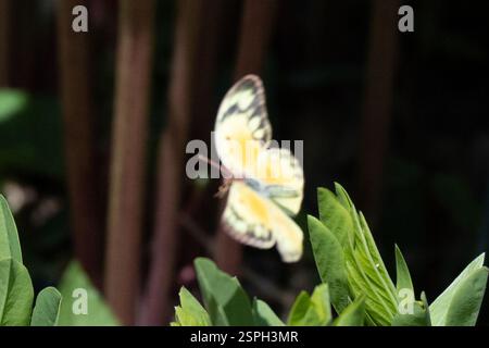 Orangenschwefel (Colias eurytheme), Insecta, Swarthmore, PA 19081, USA, weiblich Stockfoto