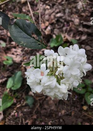 Duftende Schneeballviburnum (Viburnum carlcephalum), Plantae, River Rd, Louisville, KY, US Stockfoto
