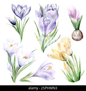 Botanisches Aquarell-Illustrationsset verschiedener Krokussorten. Aquarellabbildung auf weißem Hintergrund. Handgezeichnete Blumen, geeignet für Frühlings- und Ostermotive in zarten Pastellfarben Stockfoto