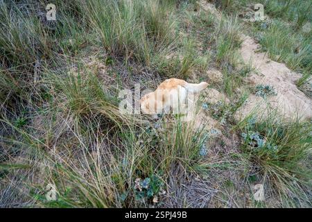 Gelber labrador spielt in Sanddünen, die mit Marram-Gras bedeckt sind Stockfoto