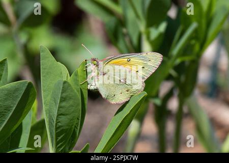 Orangenschwefel (Colias eurytheme), Insecta, Swarthmore, PA 19081, USA, weiblich Stockfoto
