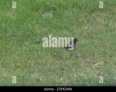 Rotbrust Meadowlark (Leistes militaris), Aves, Noord, Paramaribo, Suriname Stockfoto