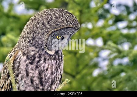 Ein Nahporträt einer Grauen Eulen, „Strix nebulosa“, die den Boden von seinem Fichtenbarsch auf Beute beobachtete. Stockfoto