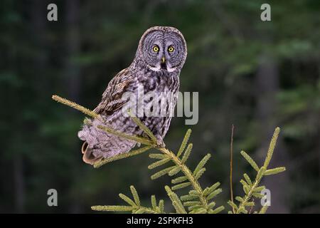 Nahaufnahme eines Grauen Eulen „Strix nebulosa“, der auf einer Fichte in seinem Waldhabitat im ländlichen Alberta Kanada landet Stockfoto
