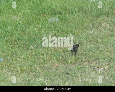 Rotbrust Meadowlark (Leistes militaris), Aves, Noord, Paramaribo, Suriname Stockfoto