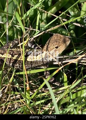 Jacky Dragon (Amphibolurus muricatus), Reptilia, KrönungsDr, Broulee, NSW, AU Stockfoto
