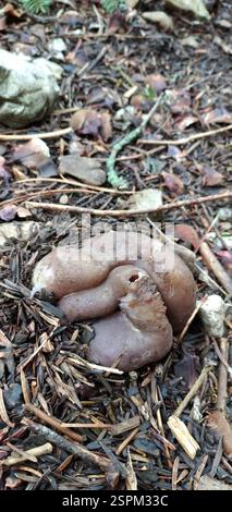 Rosa Krone (Sarcosphaera coronaria), Pilze, Sparta 231 00, Grèce Stockfoto