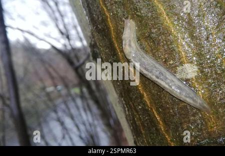 Baumschnecke (Lehmannia marginata), Mollusca, Ballenstedt, Deutschland Stockfoto