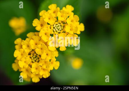 Nahaufnahme der leuchtenden gelben Lantana-Blüten in voller Blüte mit grünem, verschwommenem Hintergrund Stockfoto