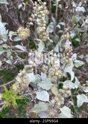 San Diego Bursage (Ambrosia chenopodiifolia), Plantae, San Diego County, USA-CA, USA, eine von mehreren Anlagen. In gestörtem Gelände mit vielen Tamarix, Malacothamnus, Bahiopsis - und einem weiteren abgelegenen Weirdo, Phacelia hubbyi. Wahrscheinlich irgendwann in der Vergangenheit als eine Art einheimischer Pflanzengarten gepflanzt? Stockfoto