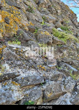 Eine Mauer aus mächtigem Stein. Steinmauer bedeckt mit Moos Stockfoto