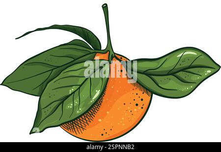 Illustration des Mandarin-Vektors. Handgezeichnet isoliert ganze süße Zitrusfrüchte, Orangenschale, tropische Clementine mit Blättern auf Baumzweig, frisch Stock Vektor