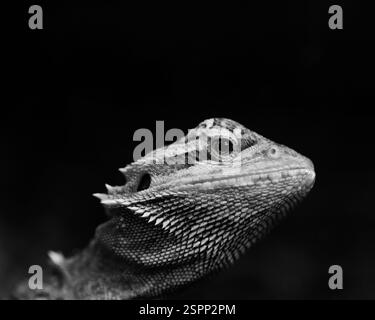 Profil des bärtigen Drachen Stockfoto