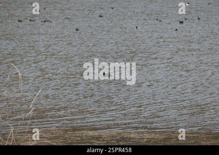 American Coot (Fulica americana), Aves, Grant County, WA, USA, riesige Herden, die sich bei nächtlichem Herbst ansammeln (mehr nicht sichtbar von links). Als sich die Dunkelheit versammelte, bildeten sie eine noch engere Gruppe. Stockfoto