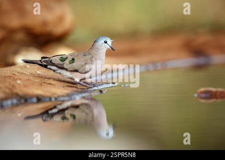 Smaragd gefleckte Holztaube, die entlang des Wasserlochs steht und im Greater Kruger National Park, Südafrika reflektiert wird; Specie Turtur Chalkospilos Familie o Stockfoto