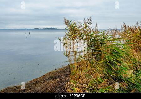 Sanfte Wellen schlagen gegen das Ufer, während üppiges Schilf sanft schwankt und an einem bewölkten Tag am Wasser eine friedliche Atmosphäre schafft. Stockfoto