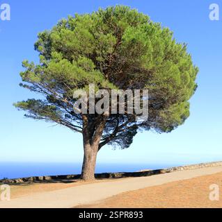 Große isolierte Schirmkiefer entlang einer Straße auf dem Hügel. Stockfoto