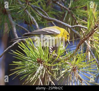 Pine Warbler (Setophaga pinus), Aves, Long Point Bird Observatory, Old Cut Boulevard, Port Rowan, ON, Kanada, fünf von ihnen, die sich in den Kiefern ernähren, Männchen und Weibchen. Stockfoto