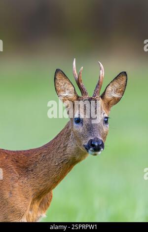 Neugieriger europäischer Reh (Capreolus capreolus) Jungbock / Männchen, die im Sommer im Grasland am Waldrand auf Futtersuche sind Stockfoto