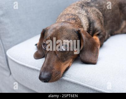 Trauriger brauner Dackel auf einem grauen Sessel. Stockfoto