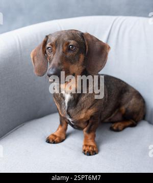 Ein schöner brauner Dackel auf einem grauen Sessel. Stockfoto