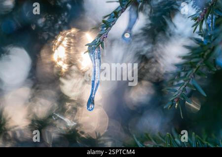 Der Eiszapfen, der an einem Tannenbaum hängt, beginnt zu schmelzen, während die Sonne im Hintergrund scheint Stockfoto