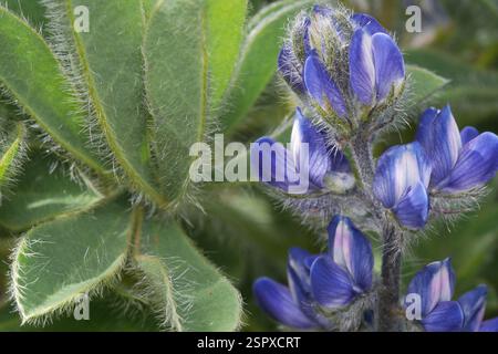 Kleinblütige Lupine (Lupinus gussoneanus), Plantae, Trapani, Italien, sehr behaarte Blätter Stockfoto