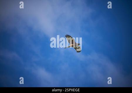 Rote Schultern im Flug mit dünnen Wolken und blauem Himmel Stockfoto