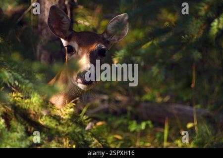 Weißschwanzhirsche (Odocoileus virginianus) in einem Nadelwald. Kootenai National Forest in den Purcell Mountains im Nordwesten von Montana. Stockfoto