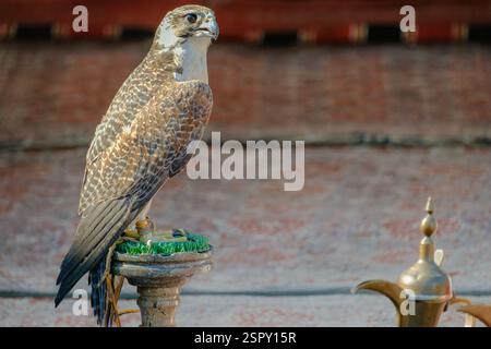 Majestät und Tradition: Falke und Arabische Kaffeekultur Stockfoto