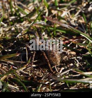 Osterfuchsspinne (Alopecosa barbipes), Arachnida, 3210 Vejby, Danmark Stockfoto