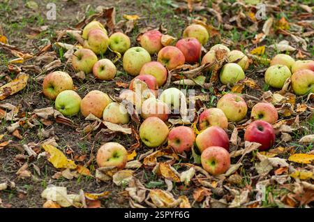 Reife Äpfel werden auf dem Boden unter den gefallenen Blättern verstreut. Erntekonzept. Stockfoto