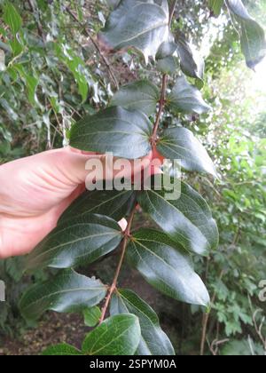Tree Tutu (Coriaria arborea), Plantae, Parkplatz Rarakau Stockfoto