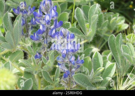 Kleinblütige Lupine (Lupinus gussoneanus), Plantae, Trapani, Italien, sehr behaarte Blätter Stockfoto