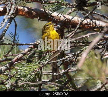 Pine Warbler (Setophaga pinus), Aves, Long Point Bird Observatory, Old Cut Boulevard, Port Rowan, ON, Kanada, fünf von ihnen, die sich in den Kiefern ernähren, Männchen und Weibchen. Stockfoto