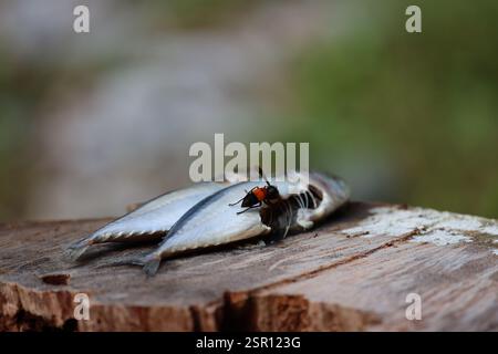 Bienen oder Wespen, die auf Holzplanken Fische fressen (Nahaufnahme, Makro) Stockfoto