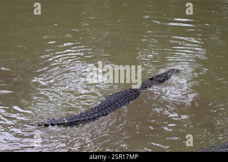 Einsames Krokodil, das im schlammigen Teichwasser schwimmt Stockfoto