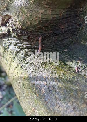 Baumschnecke (Lehmannia marginata), Mollusca, Dumfries und Galloway Stockfoto