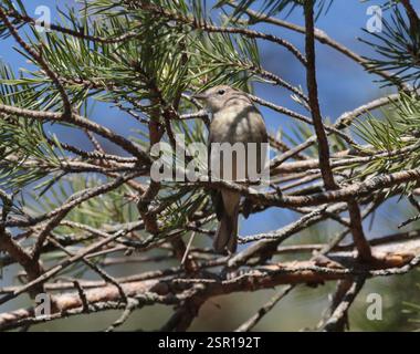 Pine Warbler (Setophaga pinus), Aves, Long Point Bird Observatory, Old Cut Boulevard, Port Rowan, ON, Kanada, fünf von ihnen, die sich in den Kiefern ernähren, Männchen und Weibchen. Stockfoto