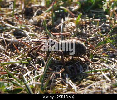 Osterfuchsspinne (Alopecosa barbipes), Arachnida, 3210 Vejby, Danmark Stockfoto