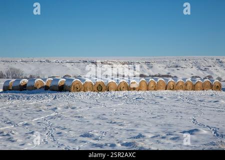 Luzerne-Heuballen mit einer Schneeschicht sehen aus wie mattierte Leckereien. Je nach kaltem Wetter und Herdengröße werden alle Ballen bis zum späten Frühjahr verschwunden sein. Stockfoto