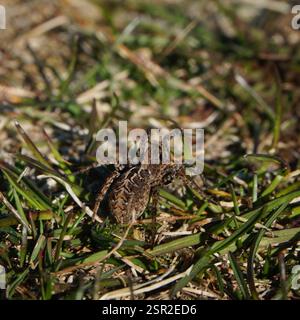 Osterfuchsspinne (Alopecosa barbipes), Arachnida, 3210 Vejby, Danmark Stockfoto