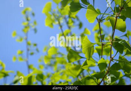 Ginkgo biloba Zweige mit jungen grünen Blättern vor blauem Himmel Stockfoto
