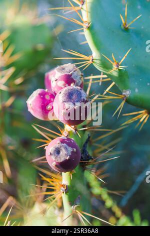 Nahaufnahme von Feigenkaktus mit scharfen Stacheln und Reifen lila Früchten. Stockfoto